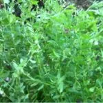 Cultivation of Lentil ( Massor ); Lens culinaris