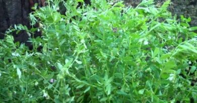 Cultivation of Lentil ( Massor ); Lens culinaris