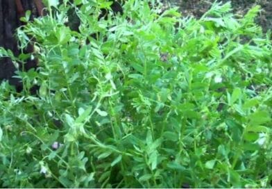 Cultivation of Lentil ( Massor ); Lens culinaris
