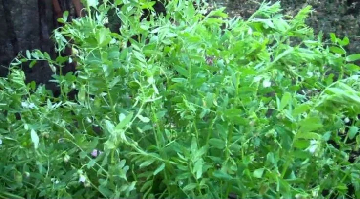 Cultivation of Lentil ( Massor ); Lens culinaris
