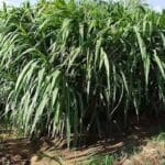 Cultivation of Napier Grass