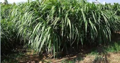 Cultivation of Napier Grass