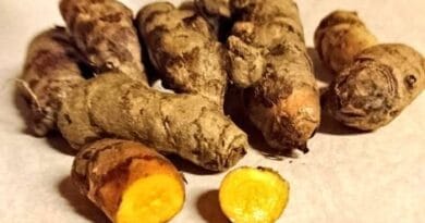 Cultivation-of-Turmeric