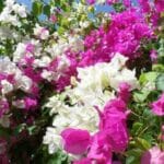 How to Grow Bougainvillea Vines