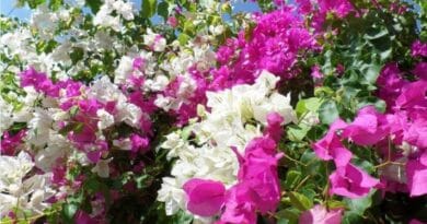 How to Grow Bougainvillea Vines