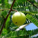 Cultivation of Aonla/Amla or Indian Goose Berry