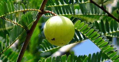 Cultivation of Aonla/Amla or Indian Goose Berry