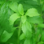 cultivation of Stevia