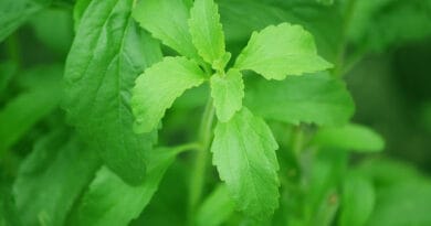 cultivation of Stevia