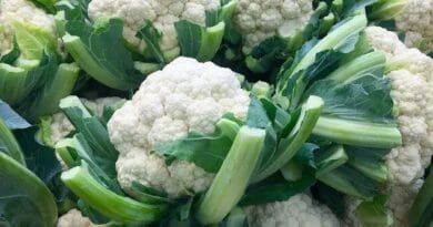 Cultivation of Cauliflowe