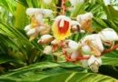 Cultivation of Ginger