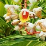 Cultivation of Ginger