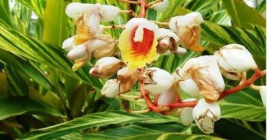 Cultivation of Ginger