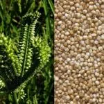 Cultivation of Kodo Millets (Paspalum scrobiculatum L.)