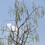 Cultivation of Drumstick /Moringa ; The Tree of Life