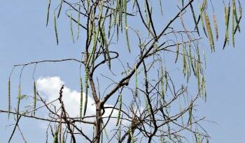 Cultivation of Drumstick /Moringa ; The Tree of Life