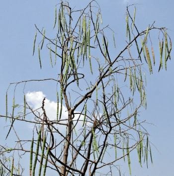 Cultivation of Drumstick /Moringa ; The Tree of Life