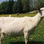 Most Popular Indigenous Breeds of Goats in India