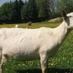 Most Popular Indigenous Breeds of Goats in India