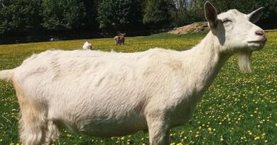 Most Popular Indigenous Breeds of Goats in India