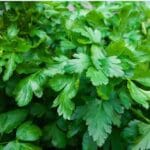 Cultivation of Coriander