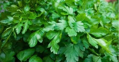 Cultivation of Coriander