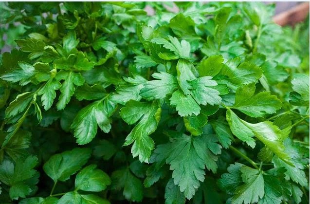 Cultivation of Coriander