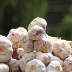 Cultivation of Garlic