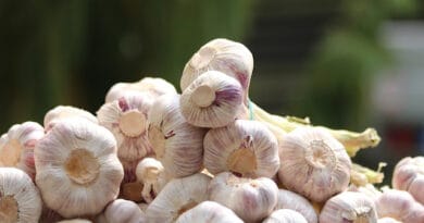 Cultivation of Garlic