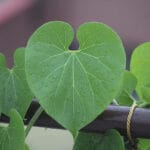 Cultivation of Tinospora Cordifolia /Giloe