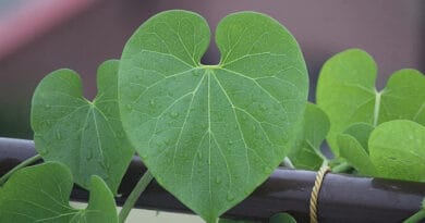 Cultivation of Tinospora Cordifolia /Giloe