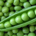 Cultivation of Pea