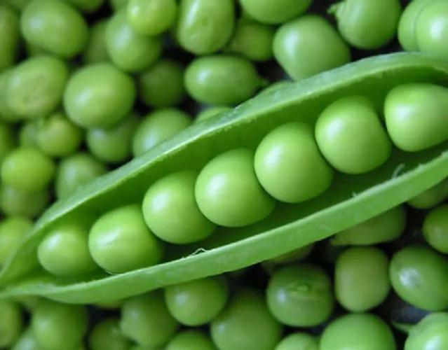 Cultivation of Pea