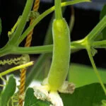 Cultivation of Bottle Gourd ( Lauki )