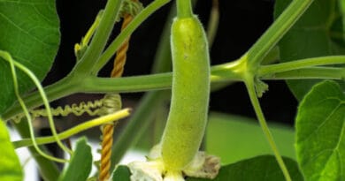Cultivation of Bottle Gourd ( Lauki )
