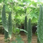 Cultivation of Bitter Gourd