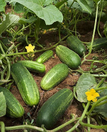 Cultivation of Cucumber