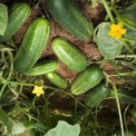 Cultivation of Cucumber