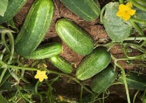 Cultivation of Cucumber