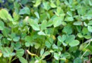 Cultivation of Fenugreek/Methi in India