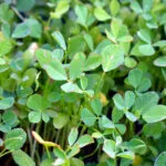 Cultivation of Fenugreek/Methi in India
