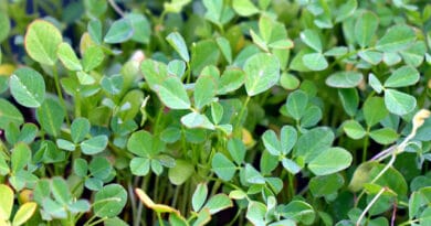 Cultivation of Fenugreek/Methi in India