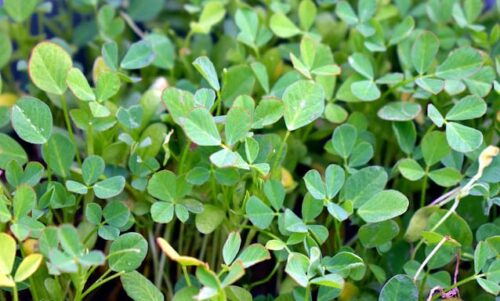 Cultivation of Fenugreek/Methi in India
