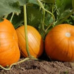 Cultivation of Pumpkin
