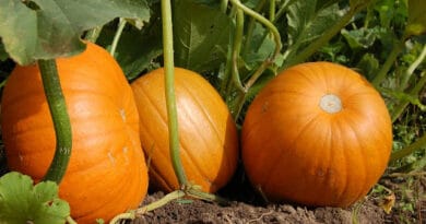 Cultivation of Pumpkin
