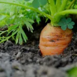 Cultivation of Carrrot