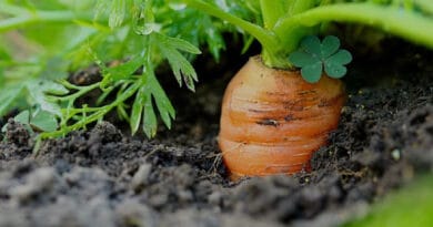 Cultivation of Carrrot