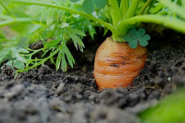Cultivation of Carrrot