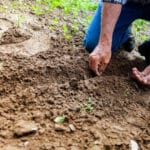 Monthly Planting List of Vegetable