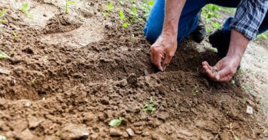 Monthly Planting List of Vegetable